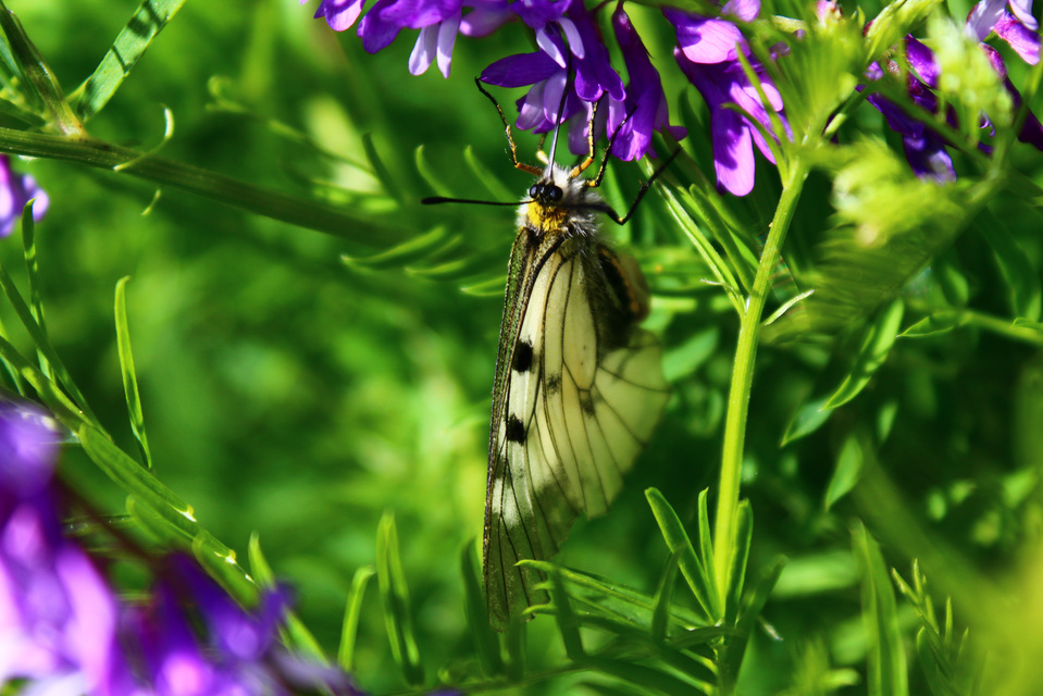 Parnassius mnemosyne - kis apollólepke