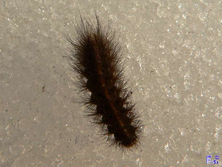 Phragmatobia fuliginosa - füstös medvelepke