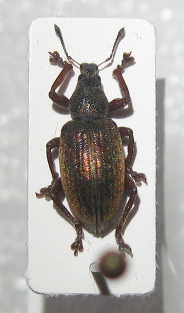 Polydrusus cocciferae