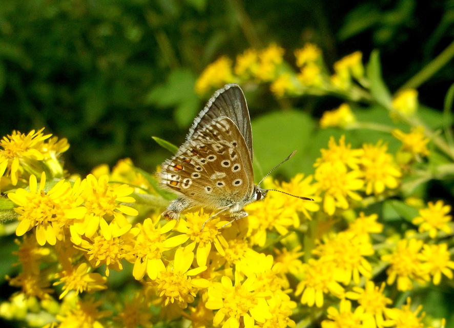 Polyommatus coridon - ezüstkék boglárka