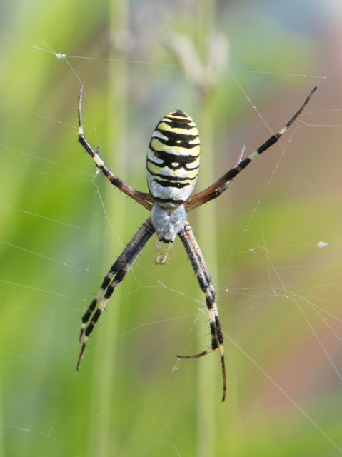 Argiope bruennichi - darázspók