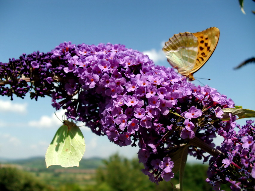 Argynnis paphia - nagy gyöngyházlepke
