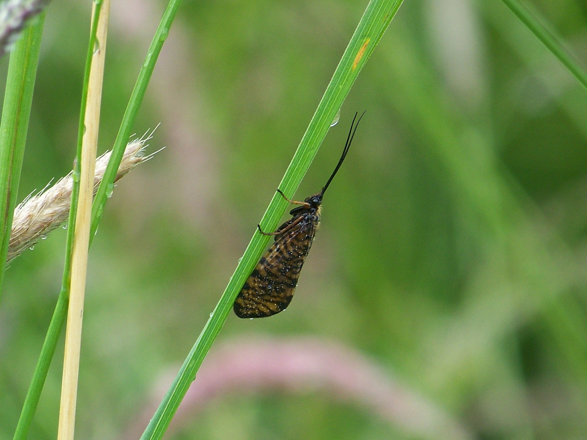 Hagenella clathrata