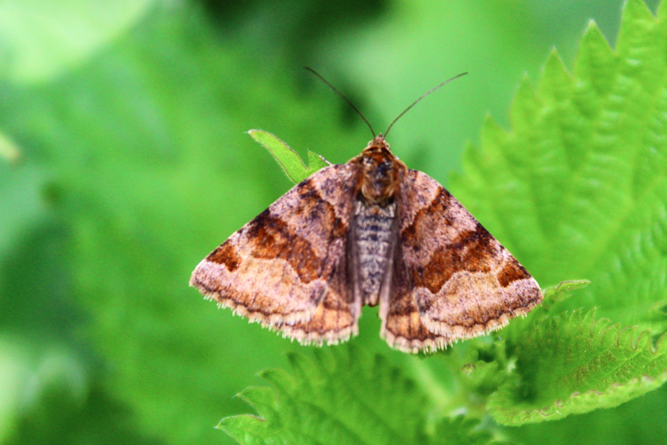 Euclidia glyphica - közönséges nappalibagoly