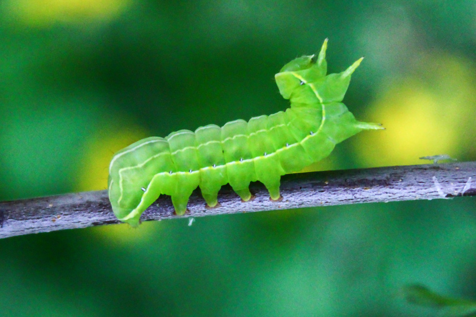 Asteroscopus sphinx - csillagnéző bundásbagoly