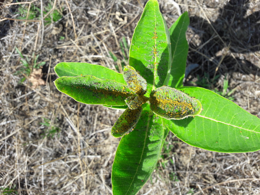 Aphis nerii - oleander-levéltetű