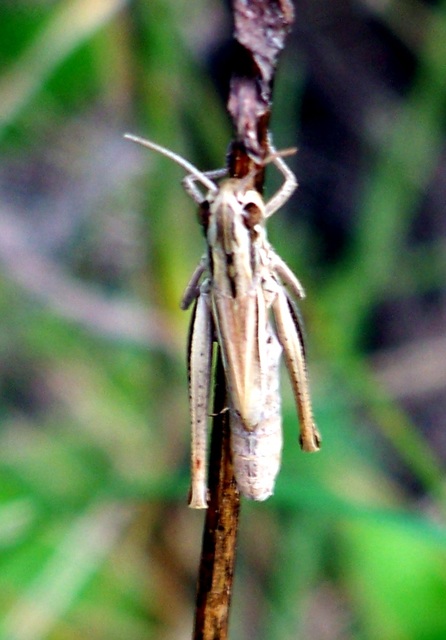 Euchorthippus declivus - rövidszárnyú rétisáska