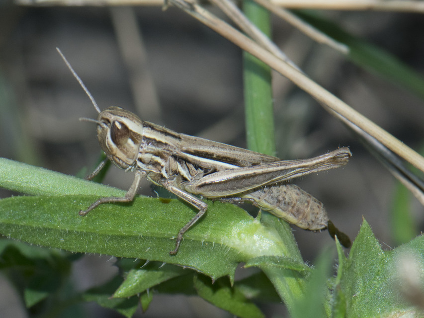 Euchorthippus declivus - rövidszárnyú rétisáska