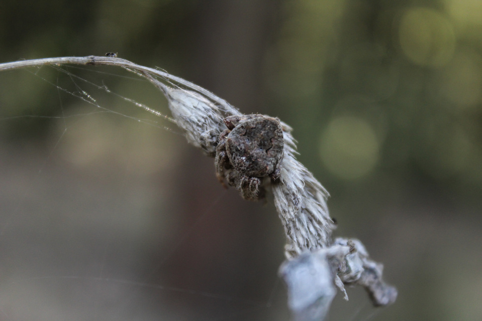 Araneidae - keresztespókok