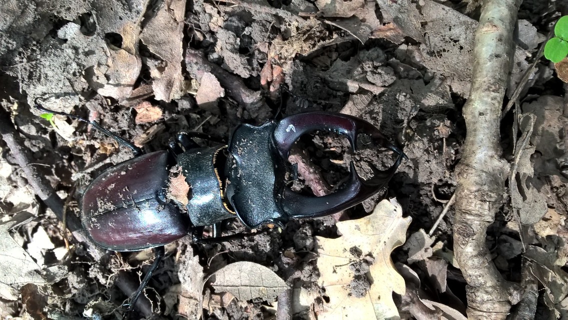 Lucanus cervus - nagy szarvasbogár