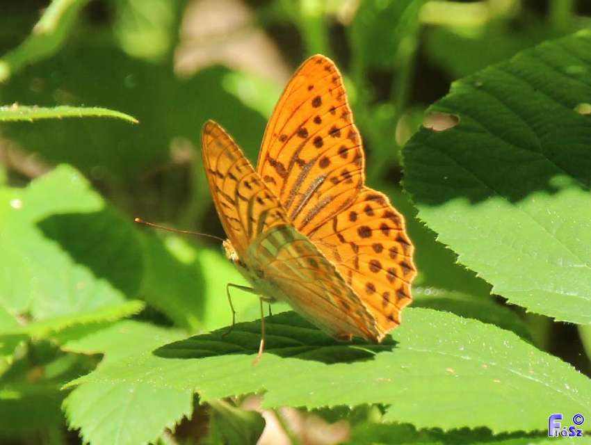 Argynnis paphia - nagy gyöngyházlepke