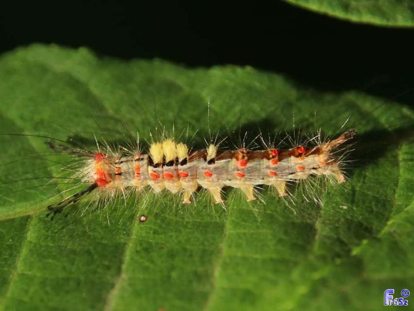 Orgyia antiqua - rozsdabarna kisszövő