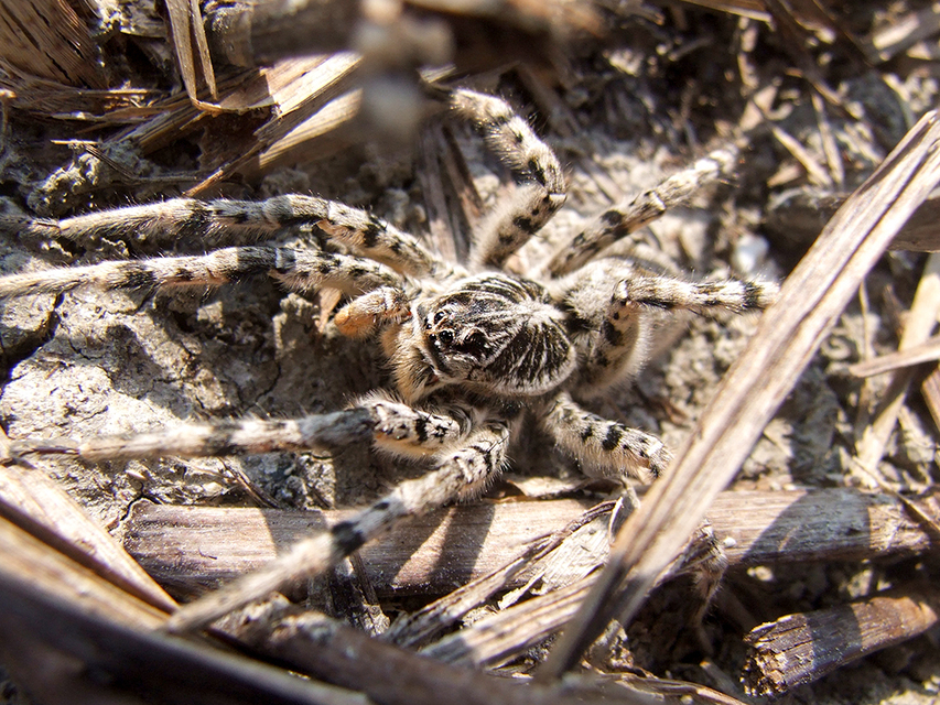 Lycosa singoriensis - szongáriai cselőpók