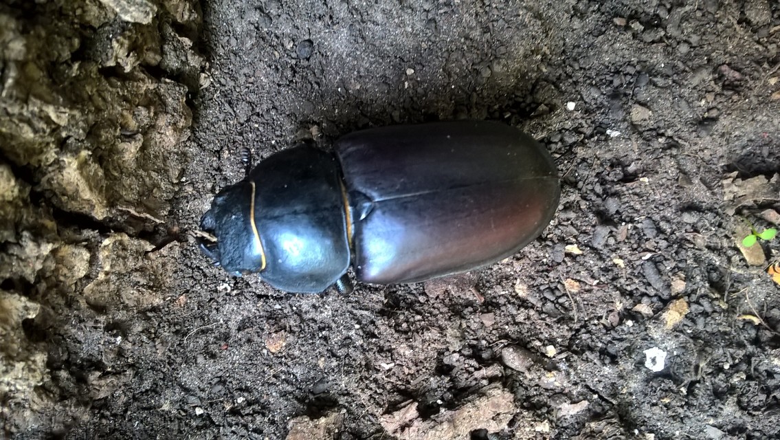 Lucanus cervus - nagy szarvasbogár