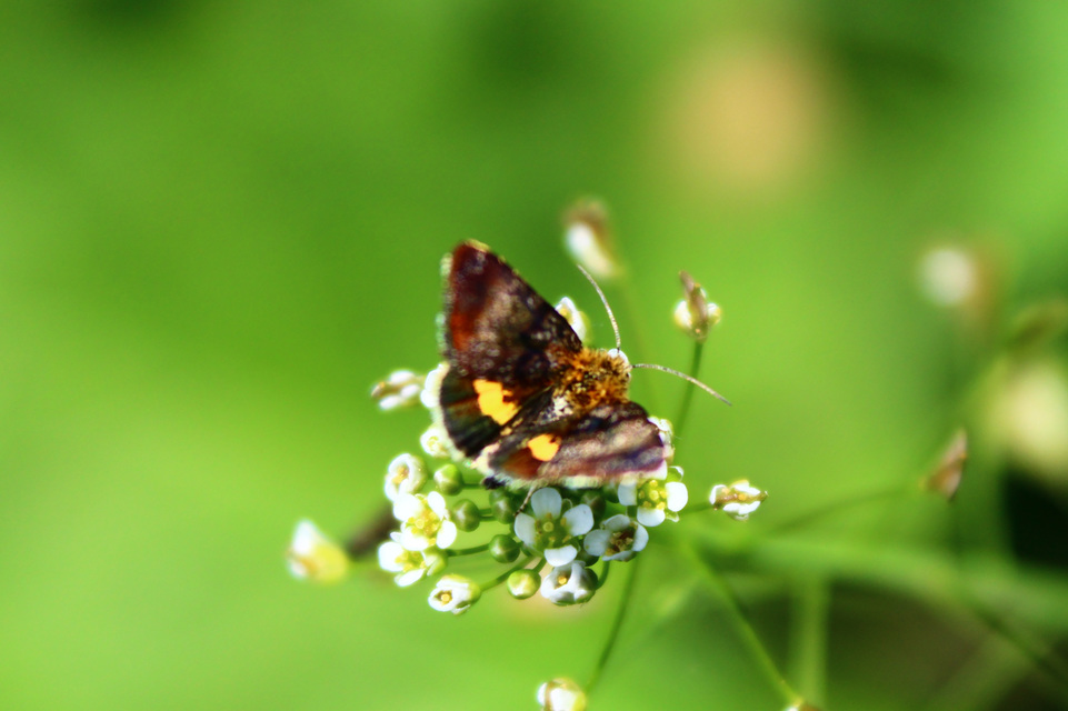 Panemeria tenebrata - apró sárgabagoly