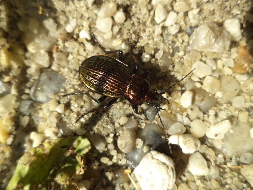 Carabus ulrichii - rezes futrinka Carabus ulrichii - rezes futrinka