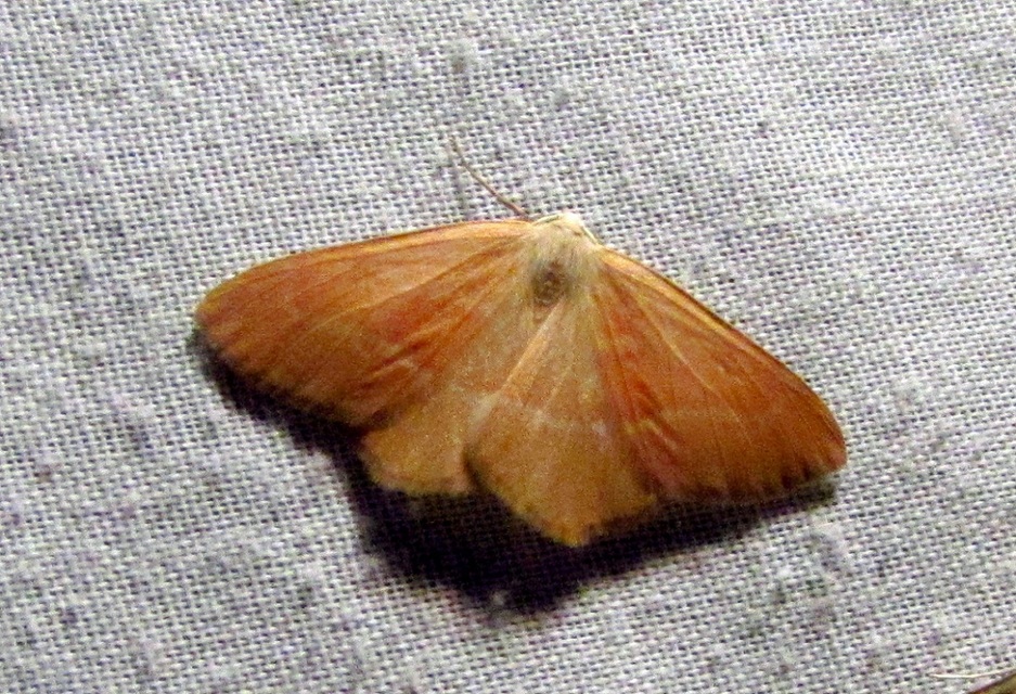 Hylaea fasciaria - erdeifenyő-sávosaraszoló