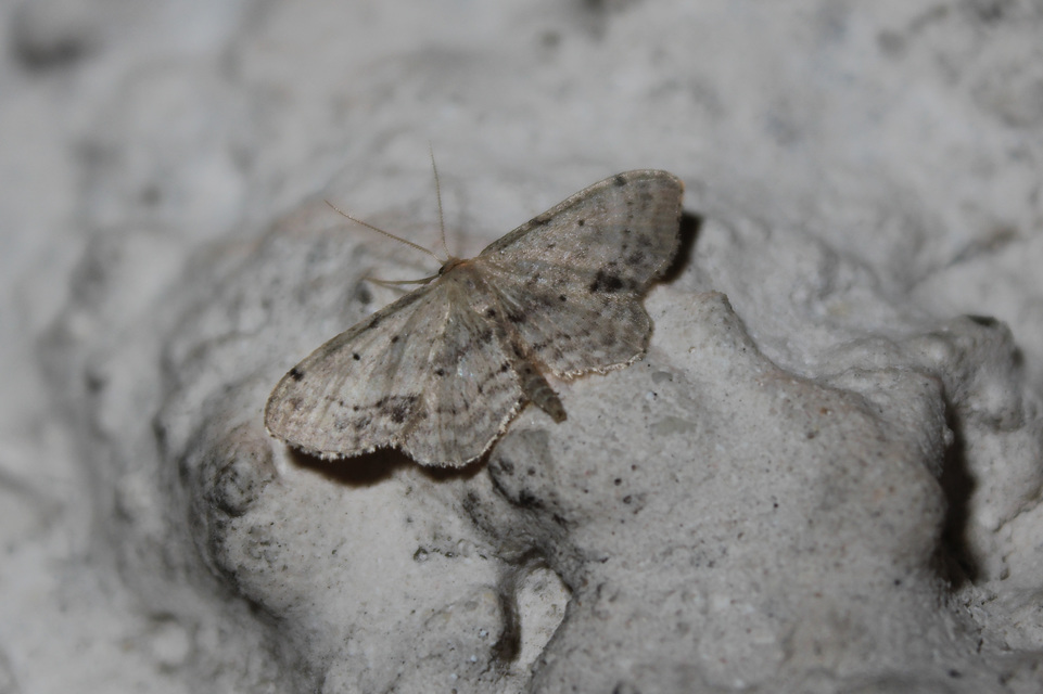 Idaea dimidiata - gyakori apróaraszoló