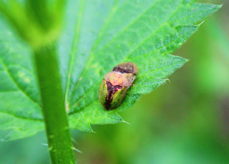 Cassida Cassida