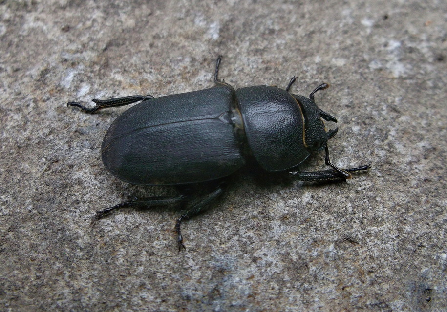 Dorcus parallelipipedus - kis szarvasbogár