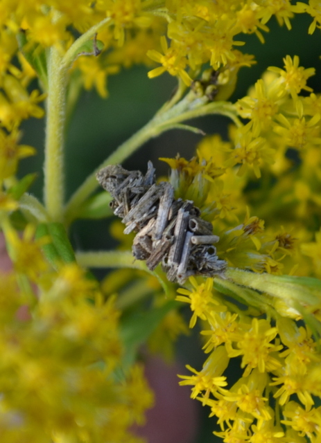 Hymenoptera - Hártyásszárnyúak