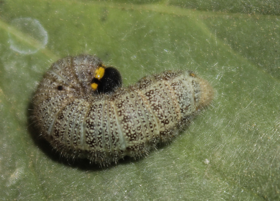 Carcharodus alceae - mályva-busalepke