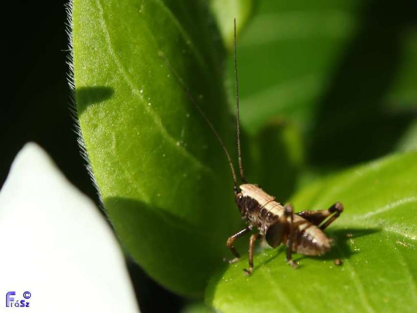 Pholidoptera griseoaptera - szürke avarszöcske