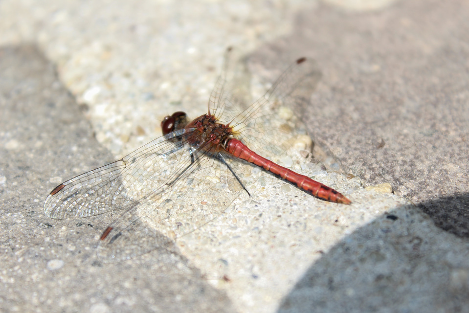 Sympetrum sanguineum - vörös katona-szitakötő