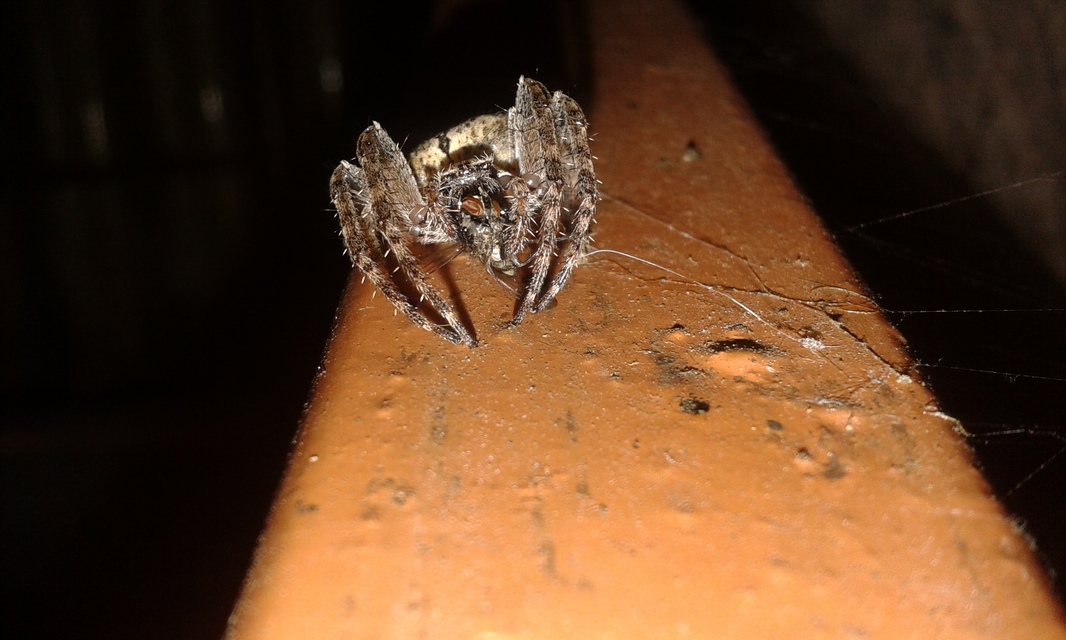 Araneus diadematus - koronás keresztespók