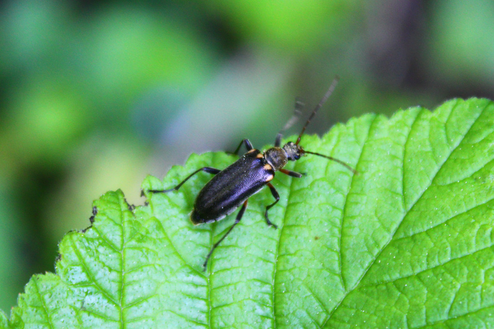 Cortodera humeralis - négyfoltos cserjecincér