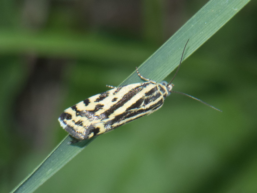 Emmelia trabealis - zebrabagoly