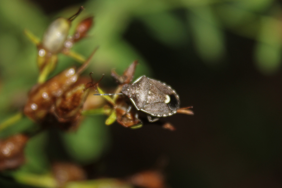 Holcostethus sphacelatus - holdas címerespoloska Holcostethus sphacelatus - holdas címerespoloska