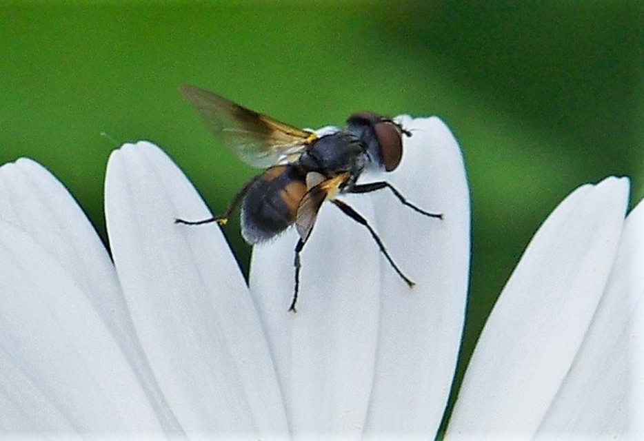 Phasiinae