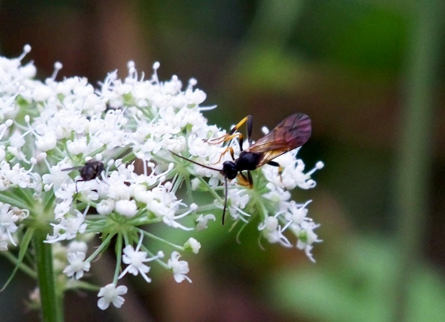 Ichneumonidae - valódi fürkészdarazsak
