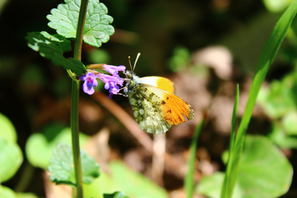 Anthocharis cardamines - hajnalpírlepke