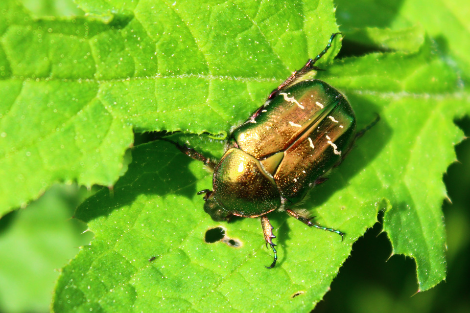 Cetonia aurata - aranyos virágbogár