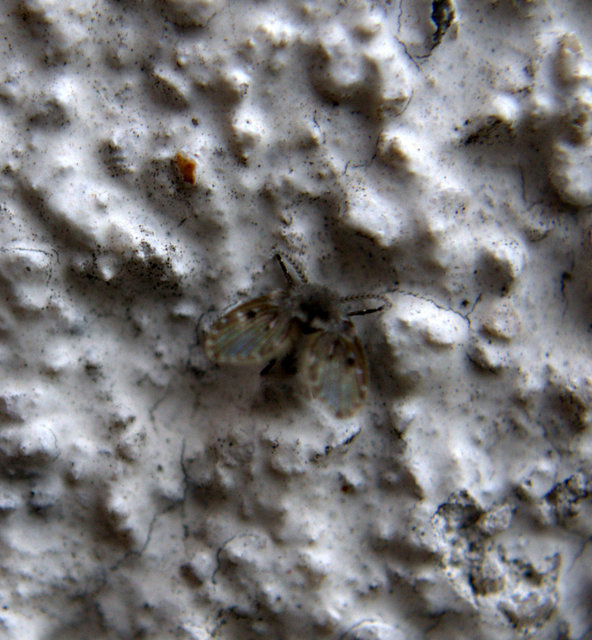 Clogmia albipunctata