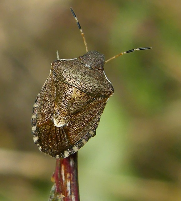 Peribalus strictus - tavaszi címerespoloska Peribalus strictus - tavaszi címerespoloska