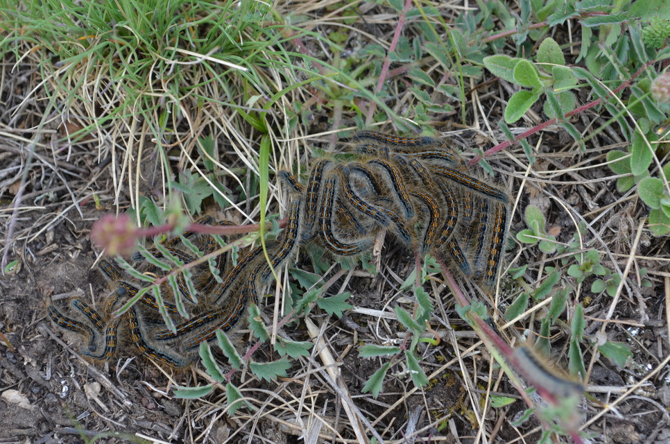 Malacosoma castrensis - kutyatejszövő