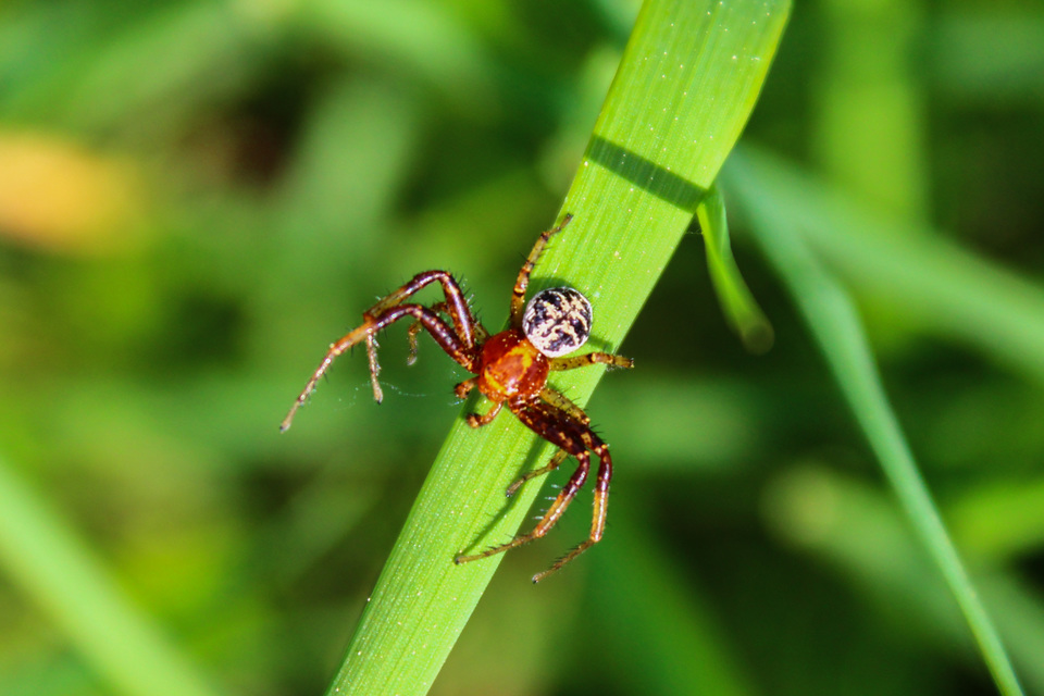 Xysticus lanio