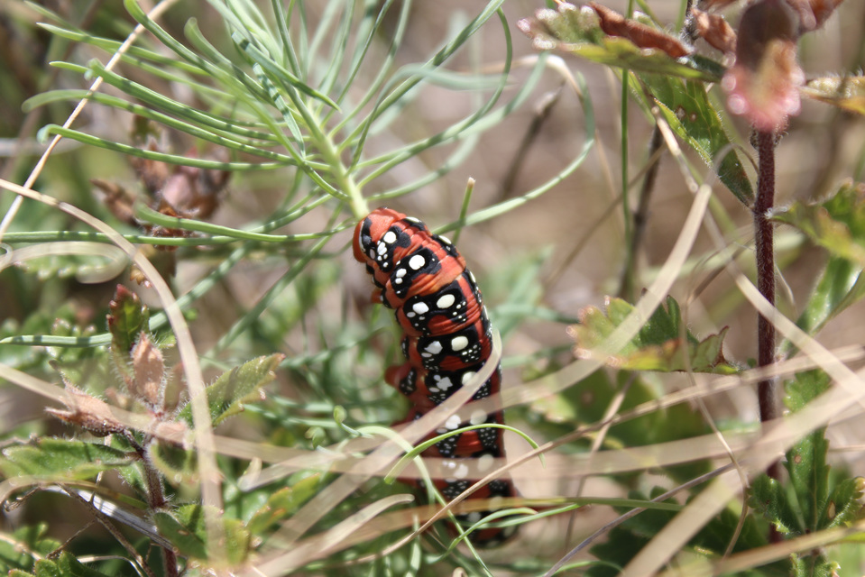 Hyles euphorbiae - kutyatejszender