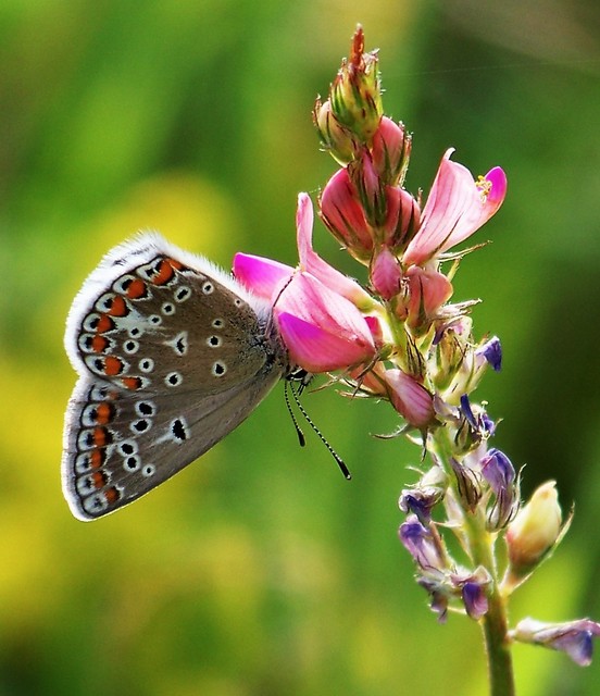 Aricia agestis - szerecsenboglárka