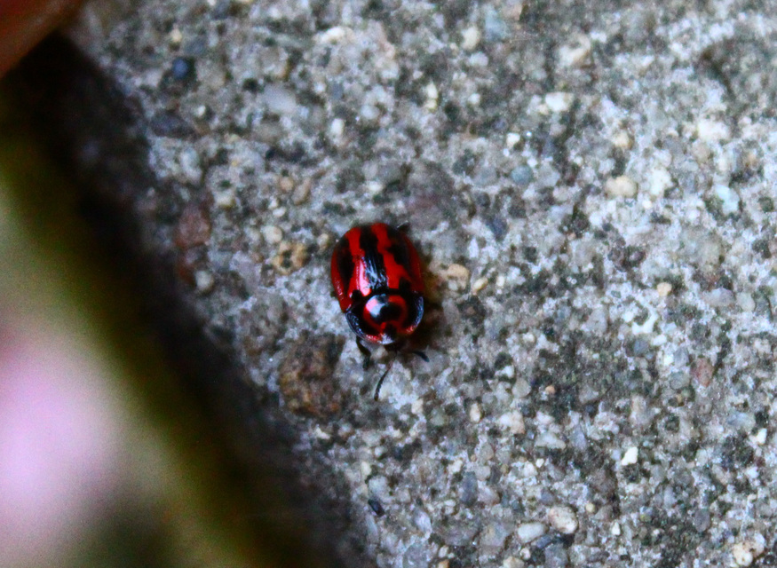 Pilemostoma fastuosa - sávos pajzsbogár