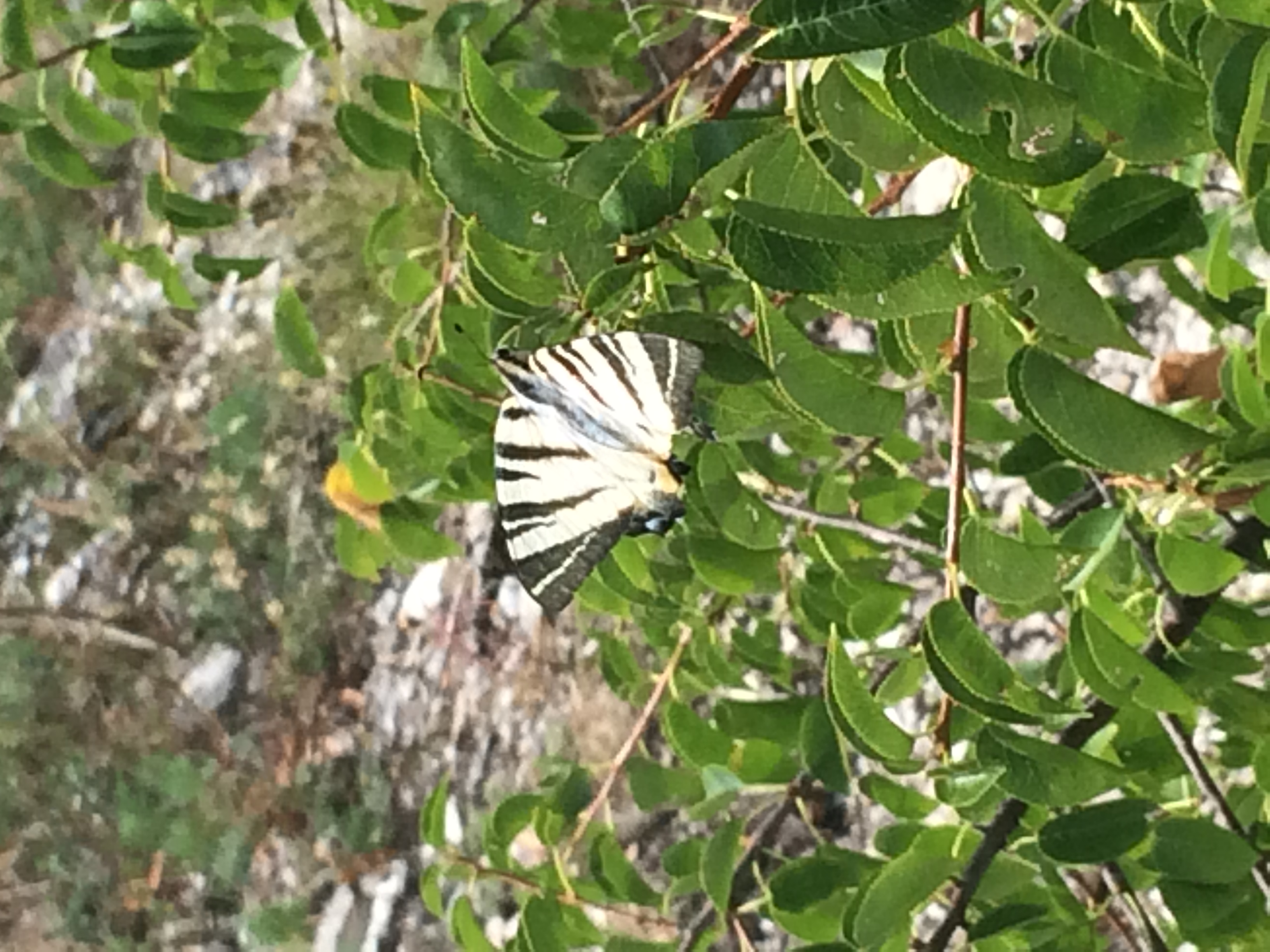 Iphiclides podalirius - kardoslepke Iphiclides podalirius - kardoslepke