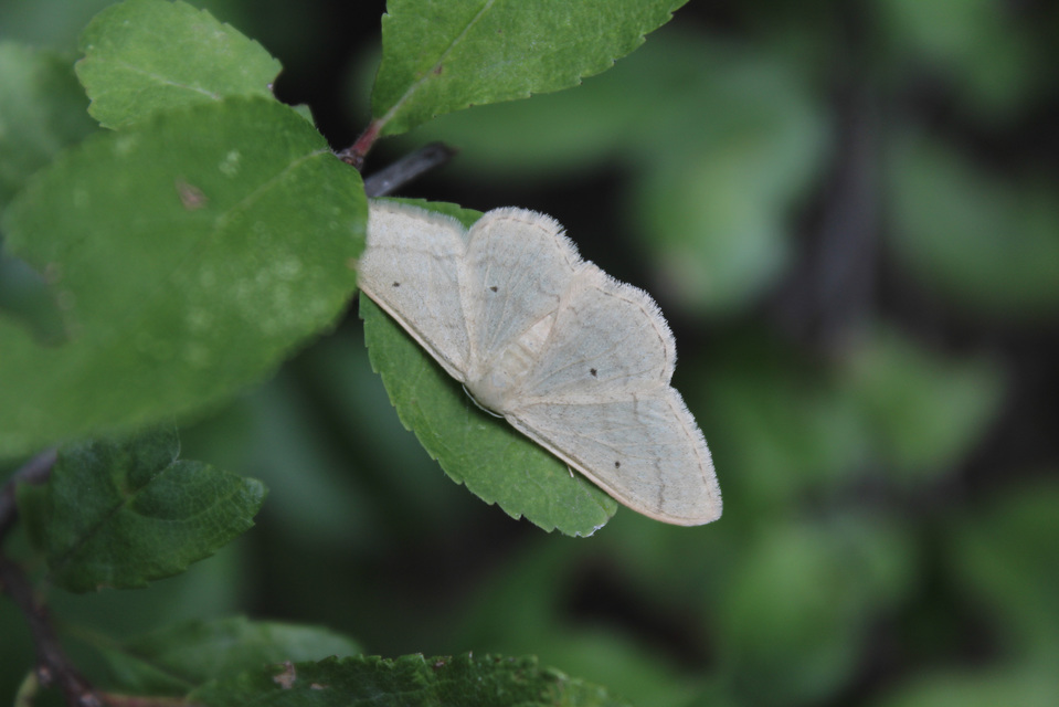Idaea straminata - szalmasárga sávosaraszoló