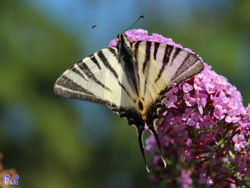 Iphiclides podalirius - kardoslepke