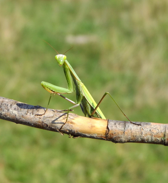 Mantis religiosa - imádkozósáska