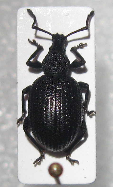 Otiorhynchus lugens