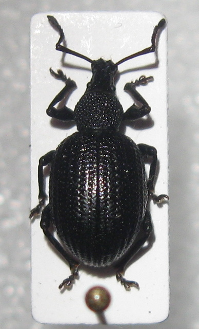 Otiorhynchus lugens