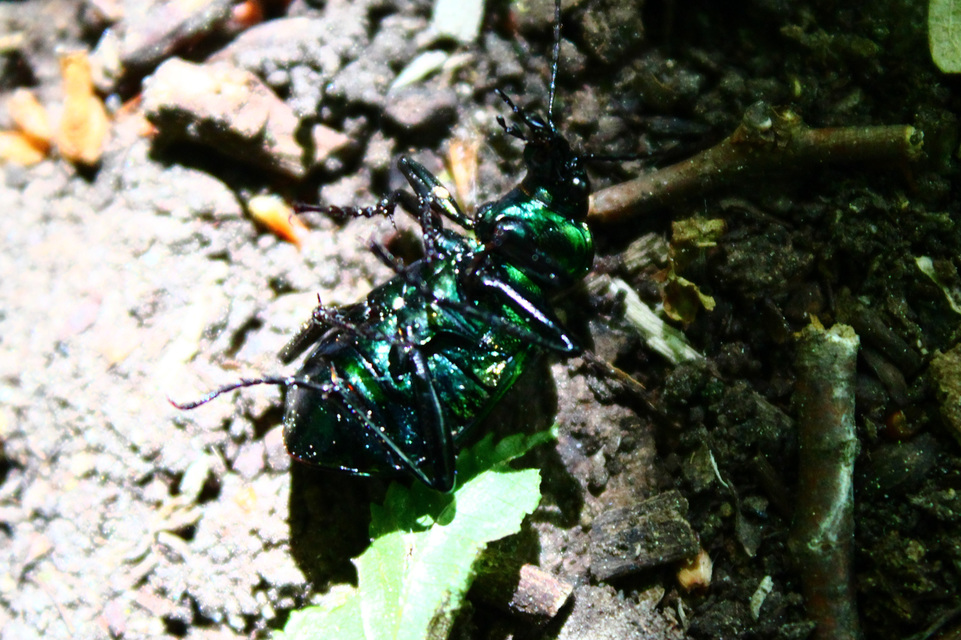Calosoma inquisitor - kis bábrabló